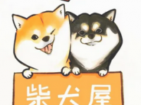 玖宝豆柴·柴犬舍